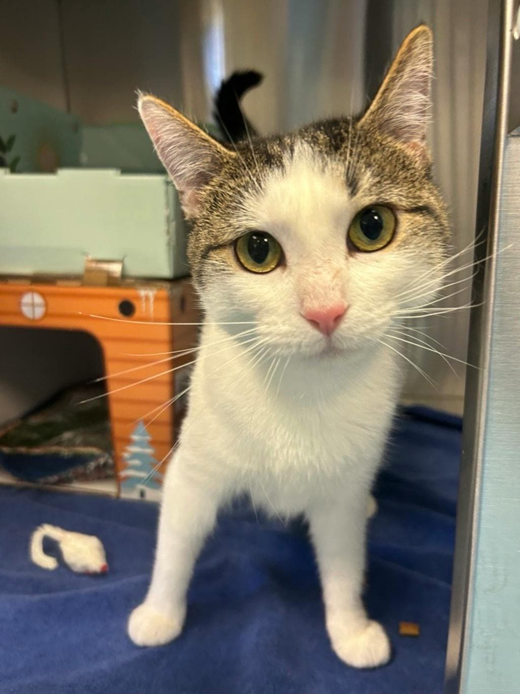 Tiddle (petvalu Brockville) - Domestic Short Hair cat available for adoption at Ontario SPCA (Ottawa Area) in Ontario