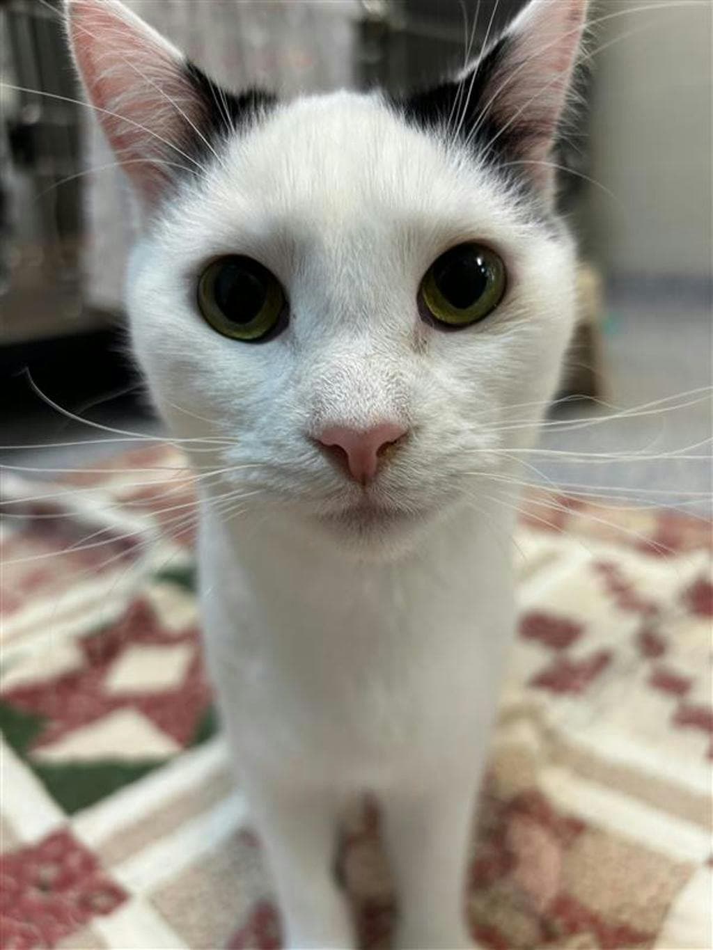 Mallory - Domestic Short Hair cat available for adoption at Ontario SPCA (Central Ontario) in Toronto