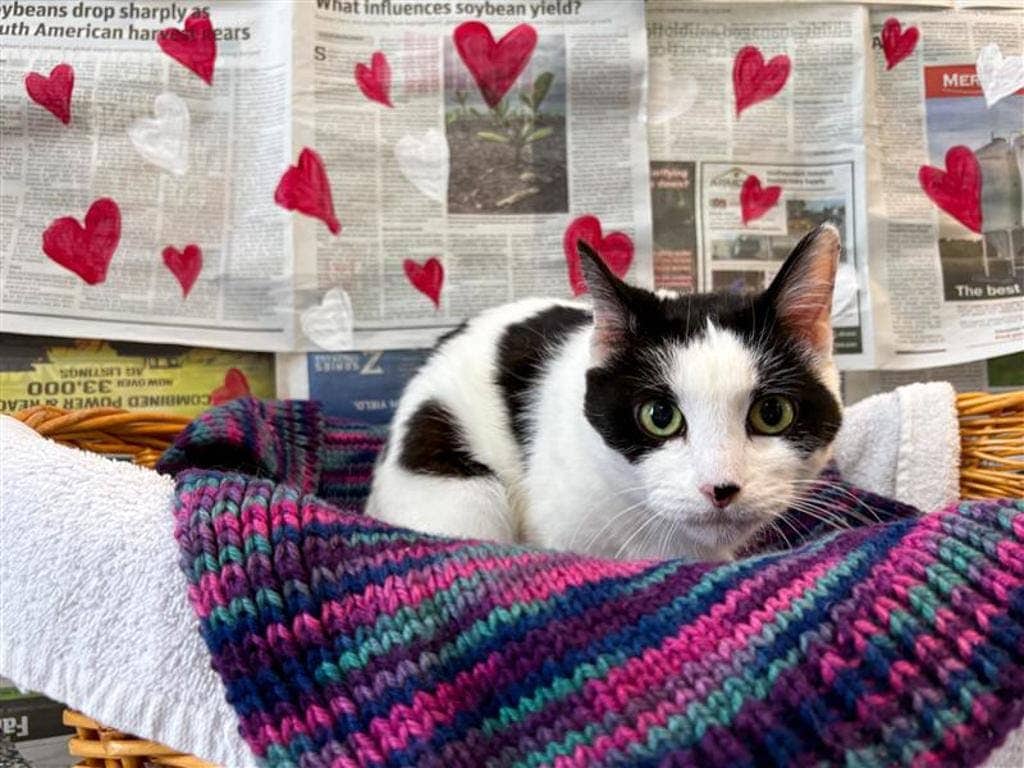 Aphrodite - Domestic Short Hair available for adoption