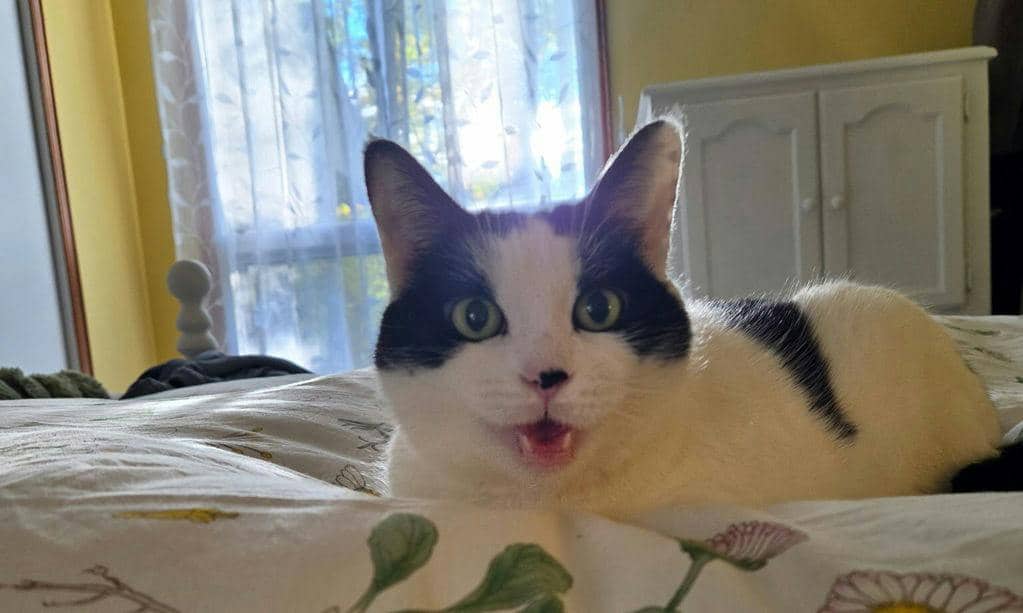 Aphrodite - Domestic Short Hair available for adoption