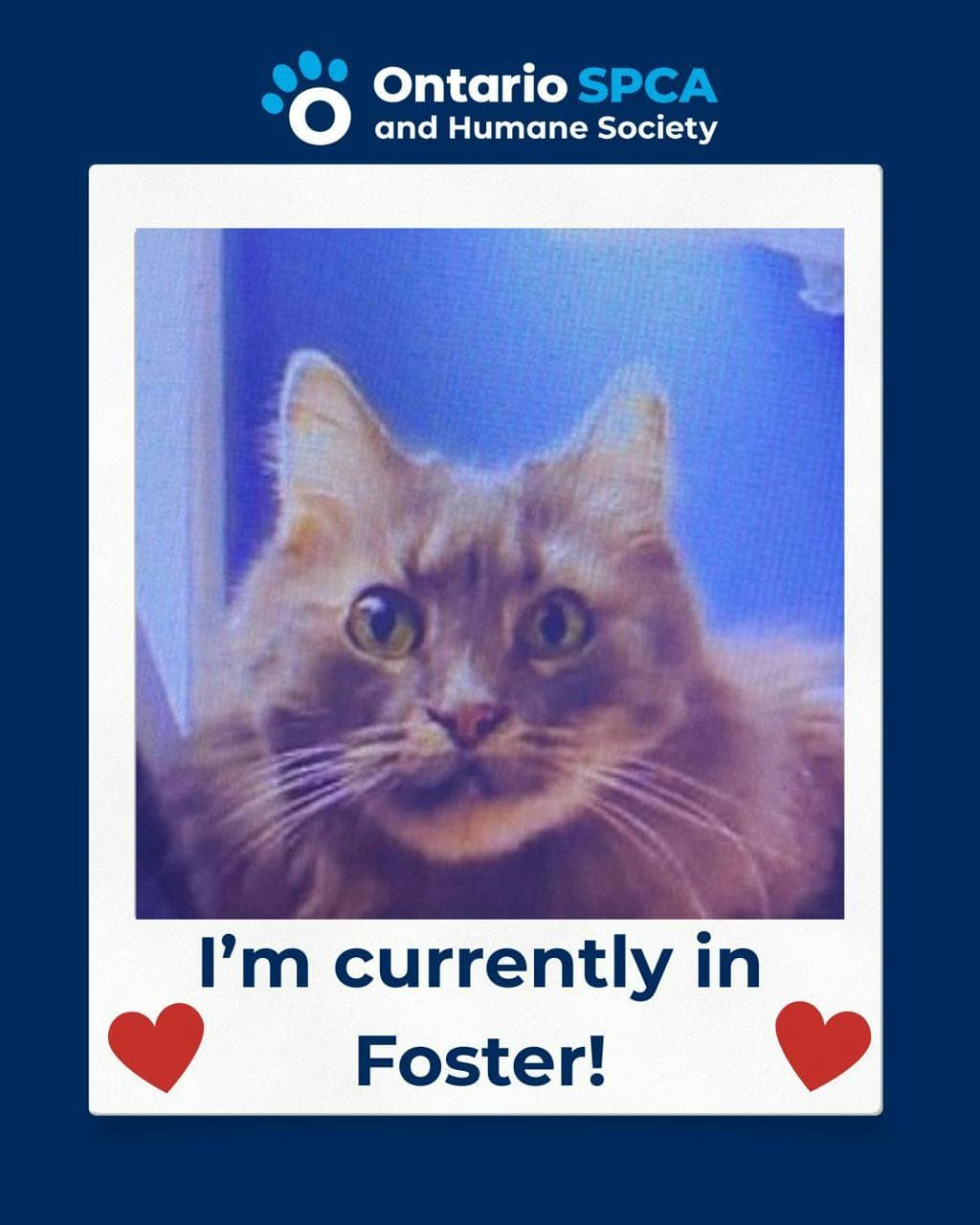 Dionysus - Domestic Short Hair cat available for adoption at Ontario SPCA (Central Ontario) in Ontario