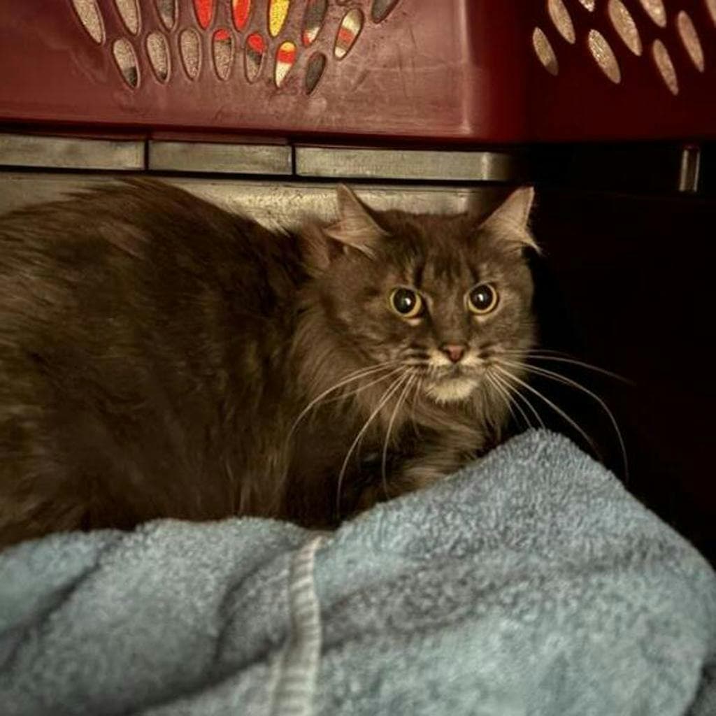Dionysus - Domestic Short Hair cat available for adoption in Calgary