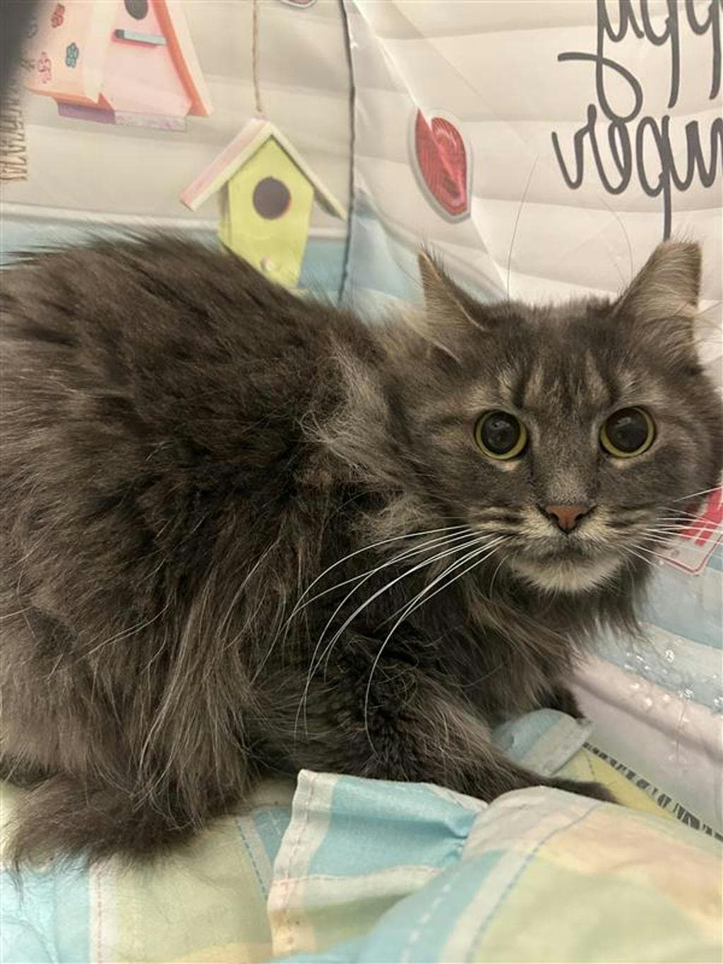 Dionysus - Domestic Short Hair cat available for adoption in Calgary