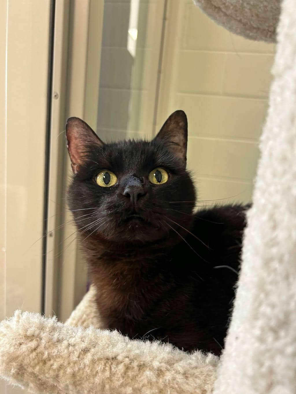 Pilot - Domestic Short Hair cat available for adoption in Ontario