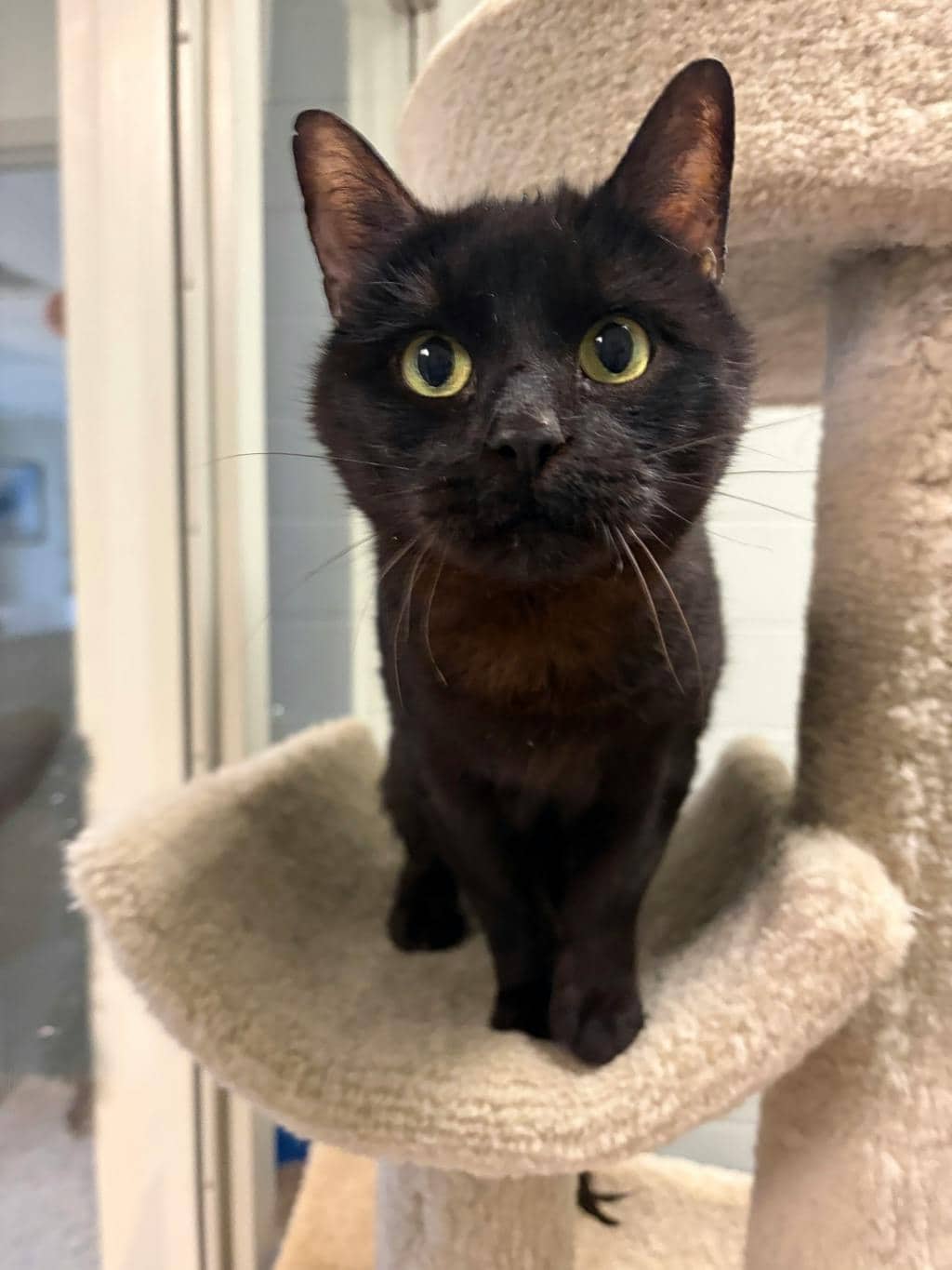 Pilot - Domestic Short Hair available for adoption
