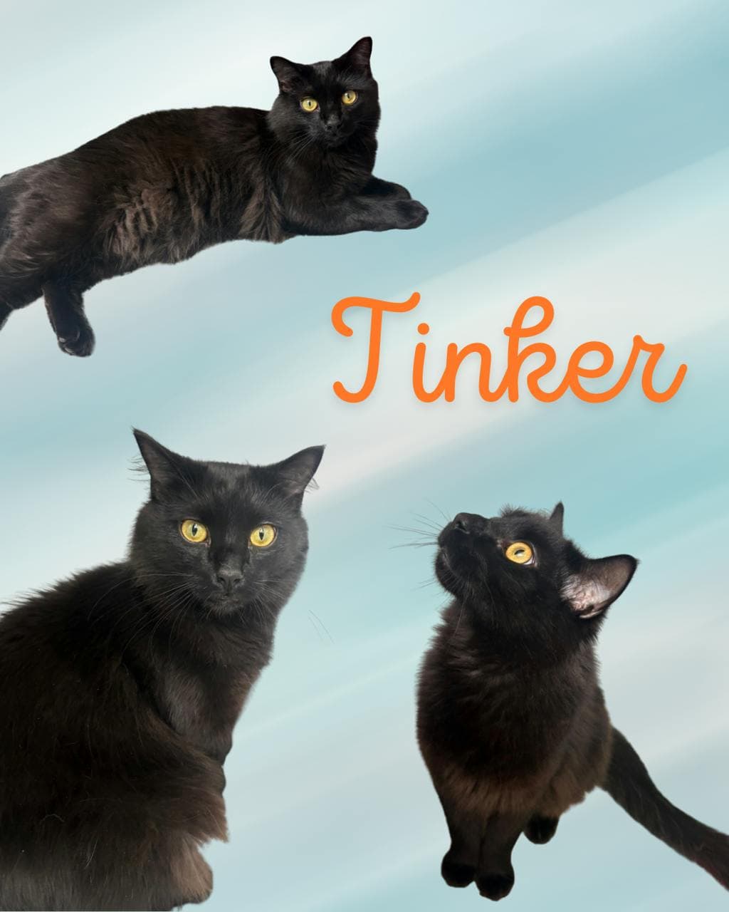 Tinker - Domestic Medium Hair cat available for adoption at Ontario SPCA (Central Ontario) in Ontario