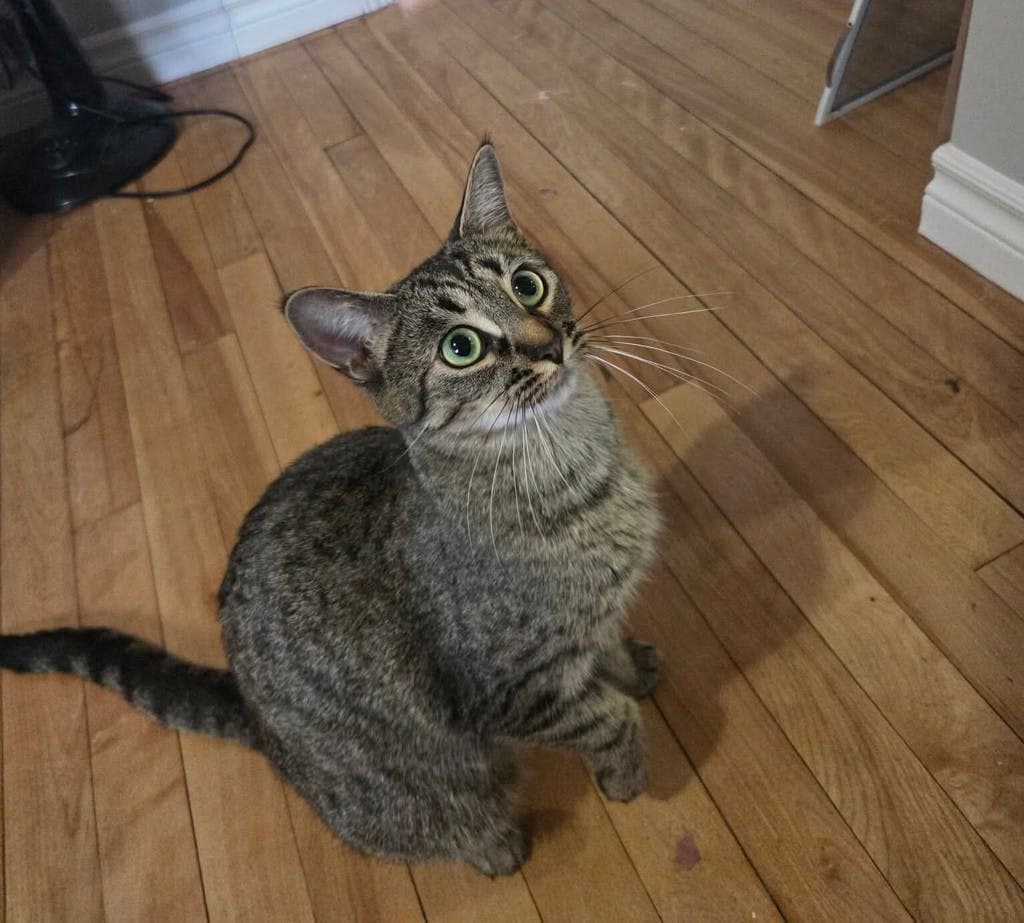 Eefa - Domestic Short Hair cat available for adoption at Ontario SPCA (Ottawa Area) in Ontario