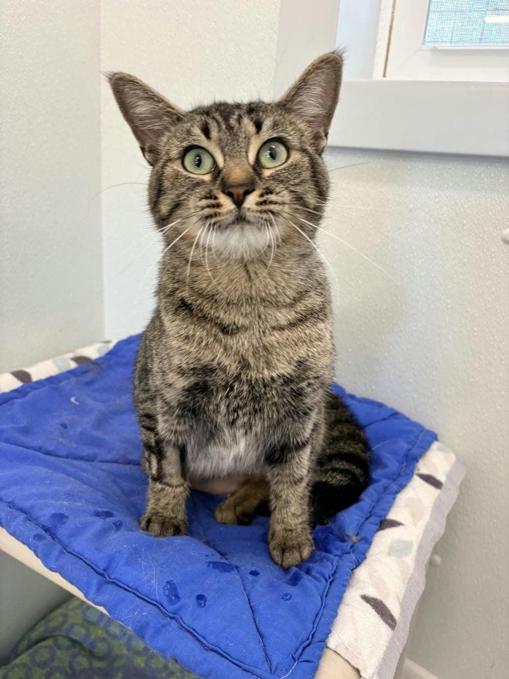 Eefa (in Foster) - Domestic Short Hair cat available for adoption in Calgary