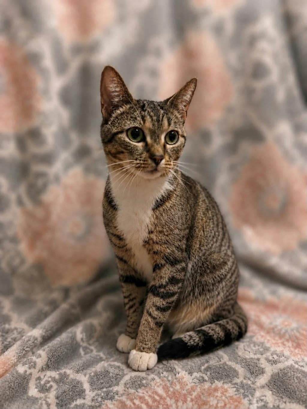 Sophie - Domestic Short Hair cat available for adoption at Ontario SPCA (Ottawa Area) in Ottawa