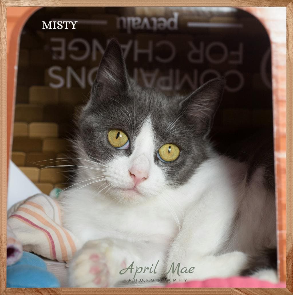 Misty - Domestic Short Hair cat available for adoption at Ontario SPCA & Humane Society in Orangeville