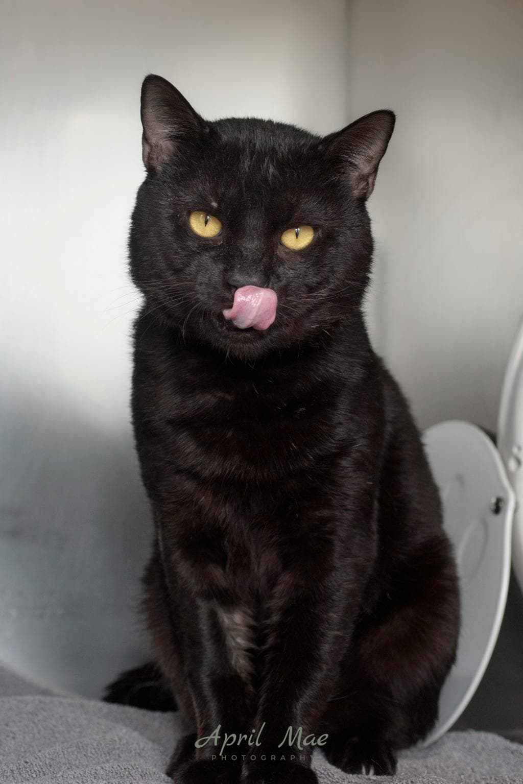 Big Boy - Domestic Short Hair cat available for adoption at Ontario SPCA (Central Ontario) in Ontario