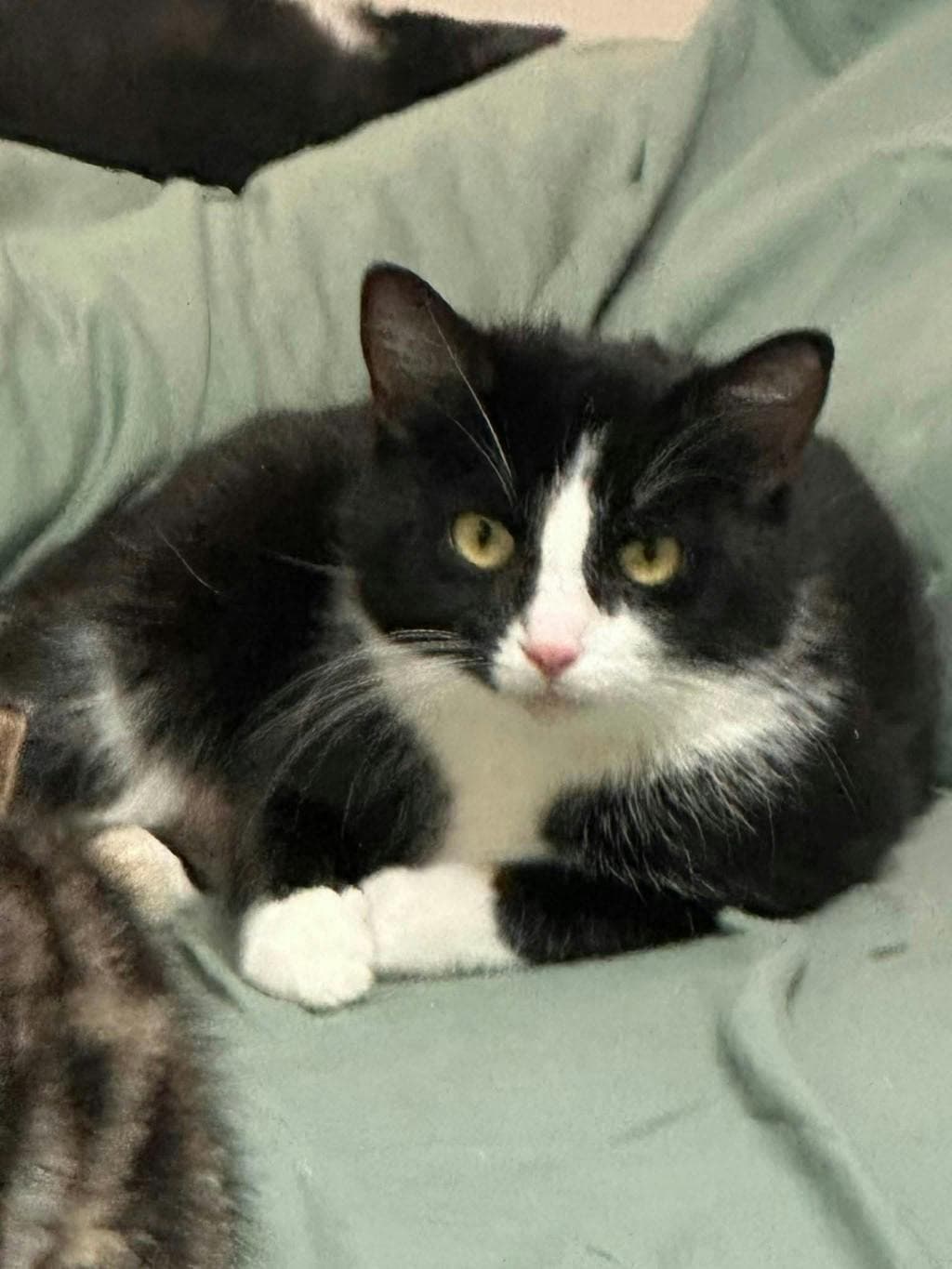 Gloria - Domestic Short Hair cat available for adoption at Ontario SPCA (Ottawa Area) in Ontario