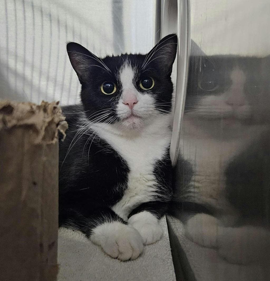Gloria - Domestic Short Hair cat available for adoption in Calgary