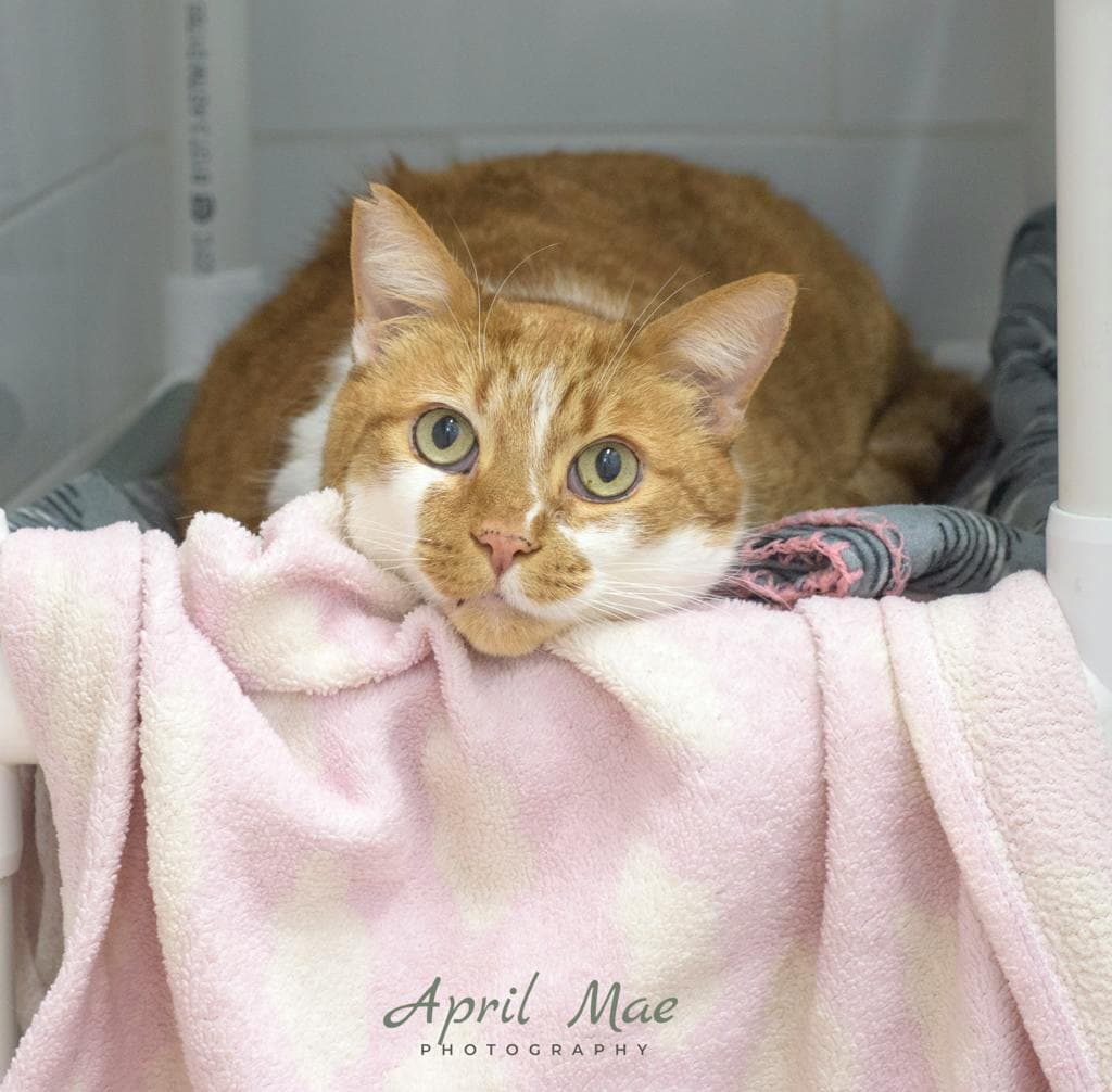 Copper - Domestic Short Hair cat available for adoption at Ontario SPCA (Central Ontario) in Toronto