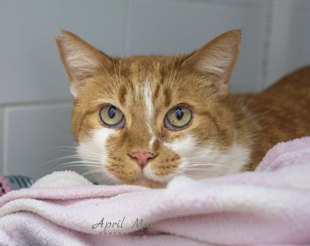 Copper - Domestic Short Hair cat available for adoption in Calgary