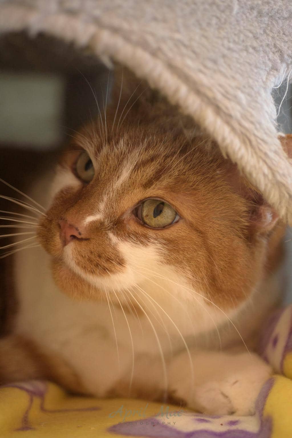 Copper - Domestic Short Hair available for adoption