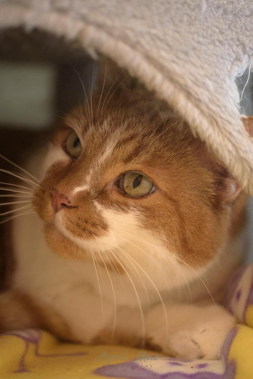 Copper - Domestic Short Hair available for adoption