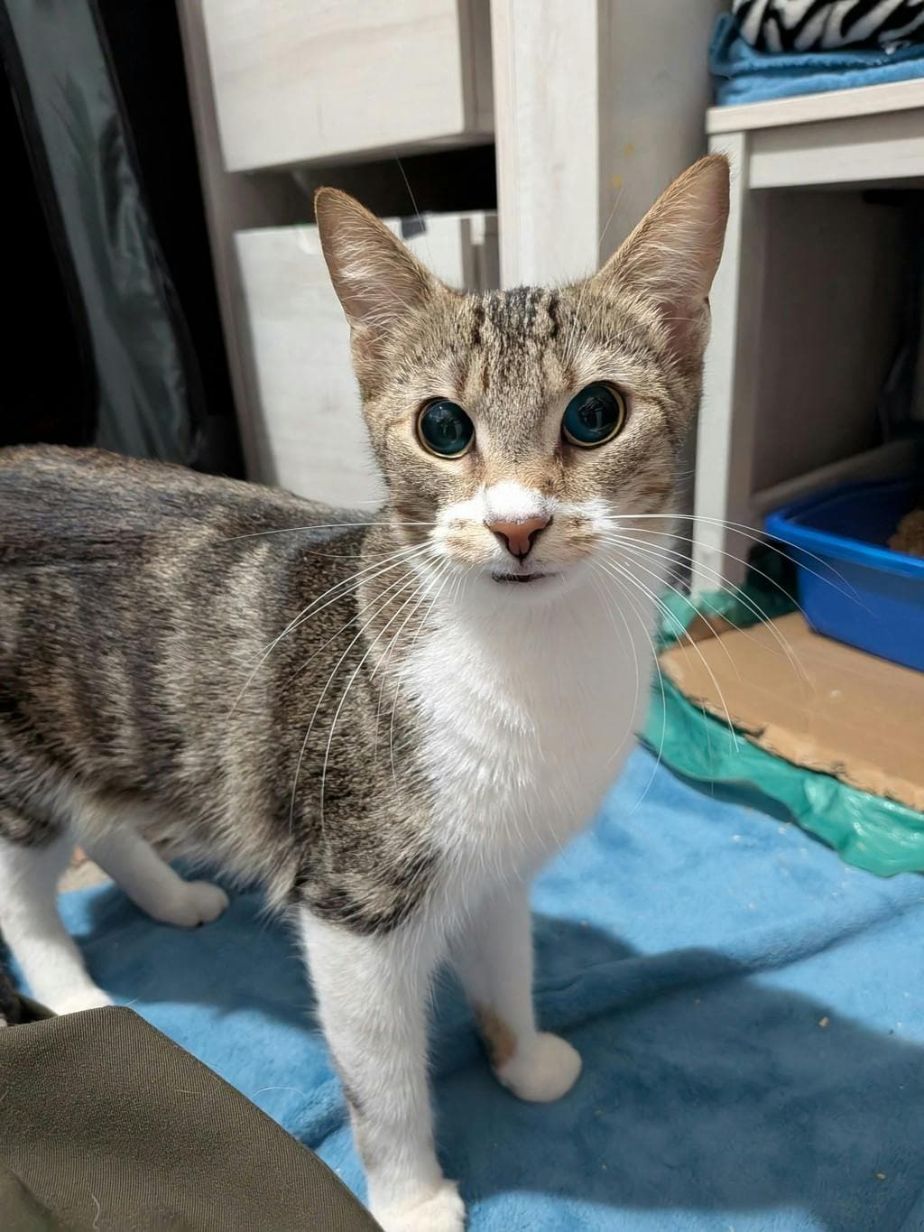 Calculator - Domestic Short Hair cat available for adoption at Ontario SPCA (Central Ontario) in Ontario