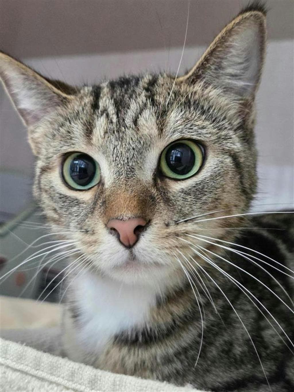 Protractor (mama P) - Domestic Short Hair cat available for adoption at Ontario SPCA (Central Ontario) in Ontario