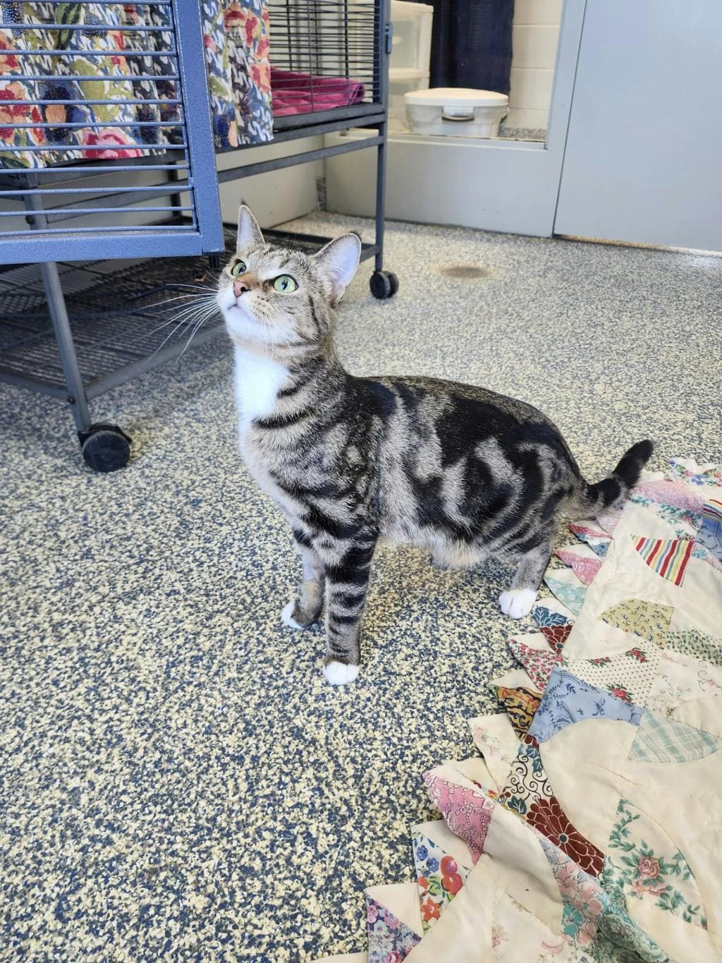 Protractor (mama P) - Domestic Short Hair cat available for adoption at Ontario SPCA (Central Ontario) in Toronto