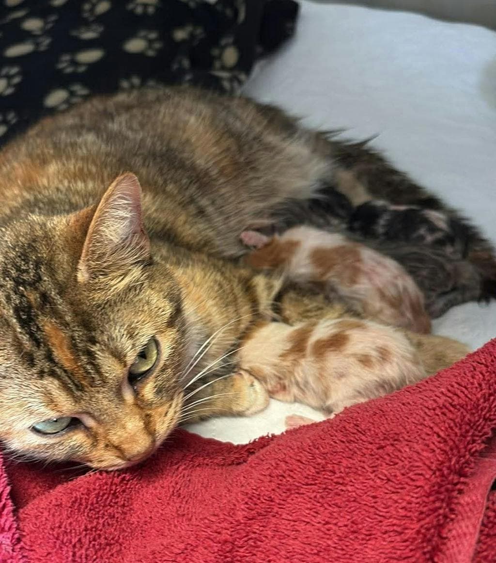 Moana - Domestic Short Hair cat available for adoption in Calgary