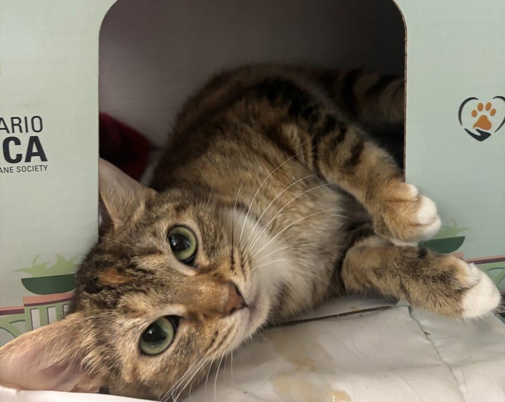 Moana - Domestic Short Hair cat available for adoption in Calgary