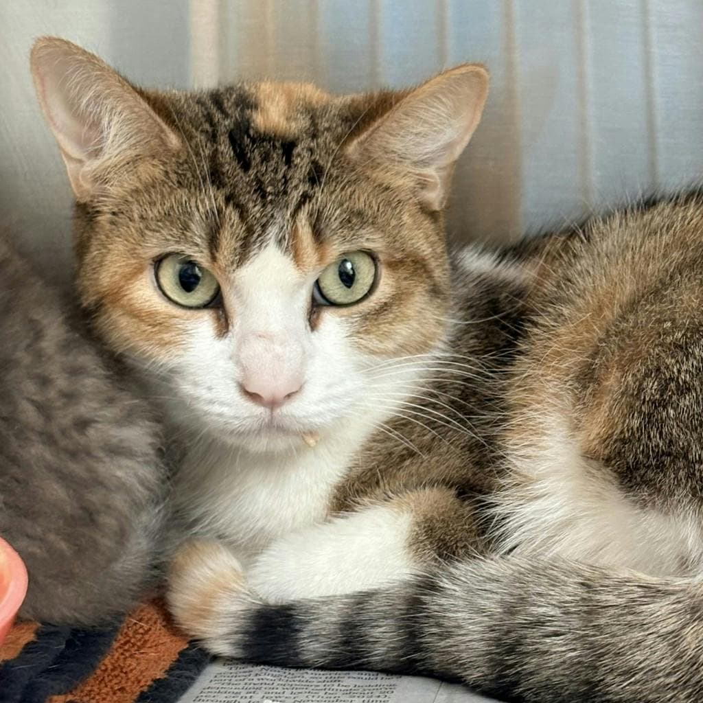 Judy Hoppy - Domestic Short Hair cat available for adoption in Calgary