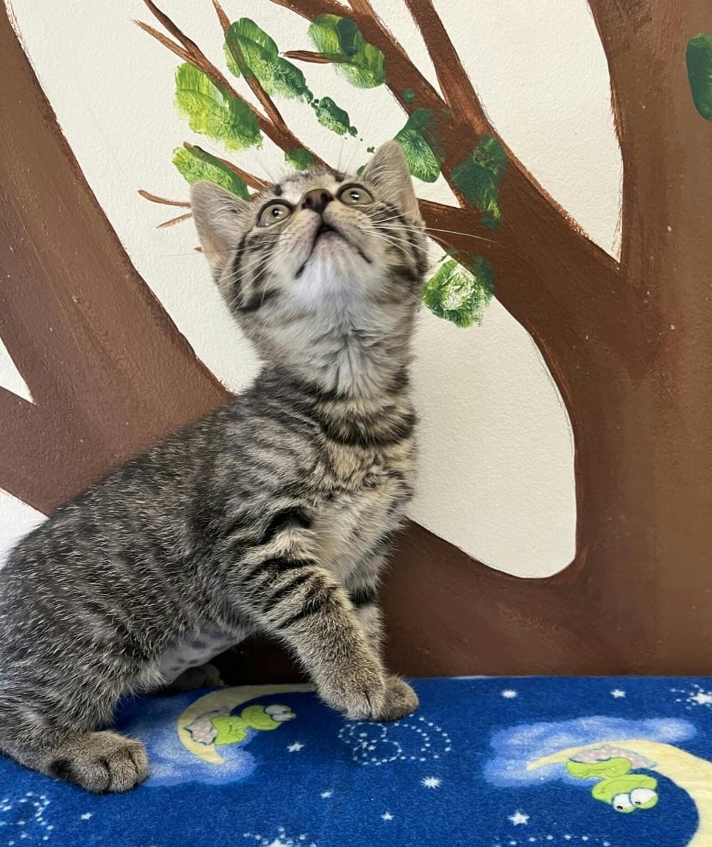 Ziggy - Domestic Short Hair cat available for adoption at Ontario SPCA (Central Ontario) in Toronto