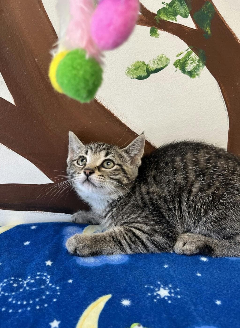 Rocket - Domestic Short Hair cat available for adoption at Ontario SPCA (Central Ontario) in Toronto