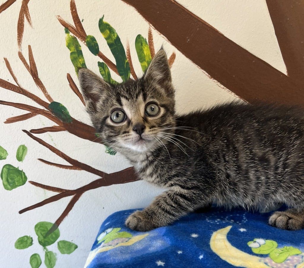 Bubbles - Domestic Short Hair cat available for adoption at Ontario SPCA (Central Ontario) in Toronto