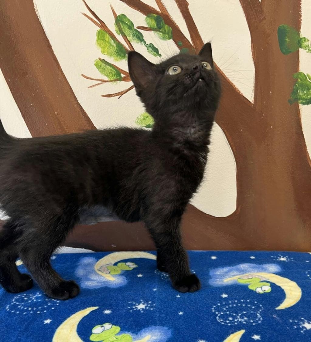 Whiskers - Domestic Short Hair cat available for adoption at Ontario SPCA (Central Ontario) in Toronto
