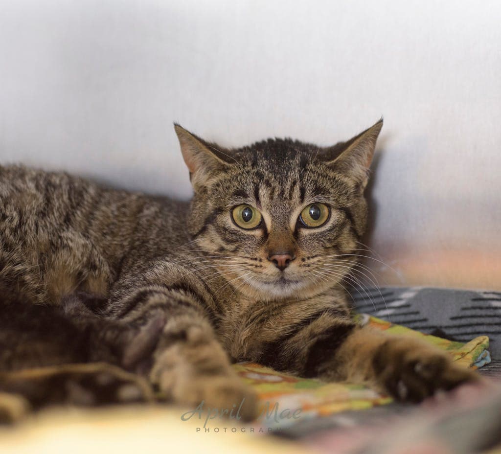 Tink - Domestic Short Hair cat available for adoption at Ontario SPCA (Central Ontario) in Ontario