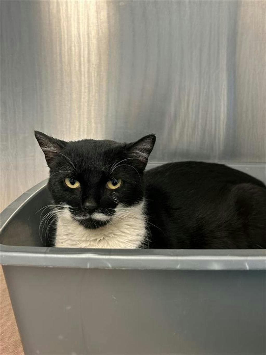 Elizabeth - Domestic Short Hair cat available for adoption at Ontario SPCA (Toronto Area) in Toronto