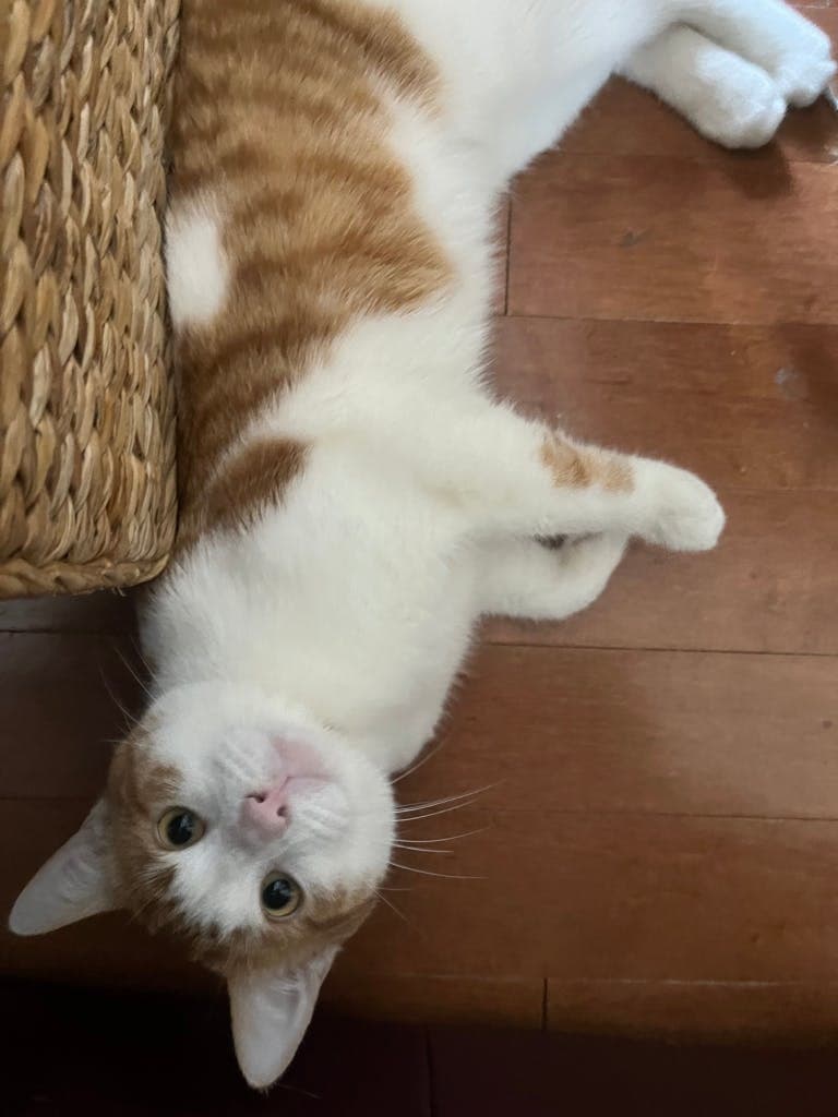 Blossom (in Foster) - Domestic Short Hair cat available for adoption in Calgary