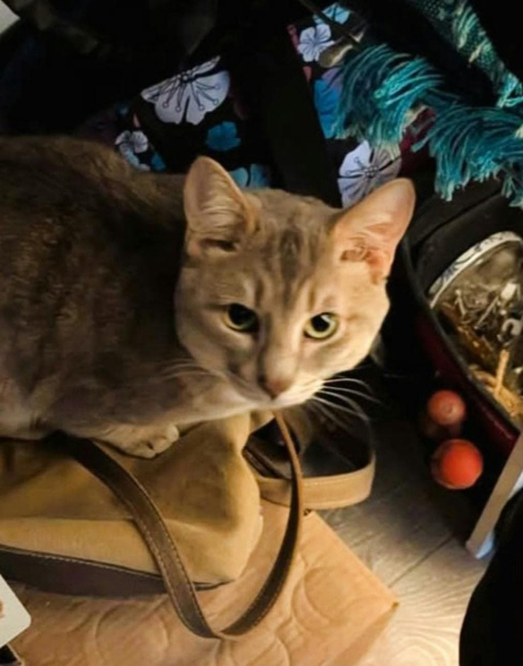 Lenny (in Foster) - Domestic Short Hair cat available for adoption in Calgary