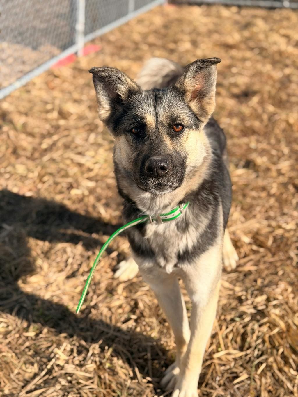 Shilo - Shepherd available for adoption at Ontario SPCA (Central Ontario) in Toronto