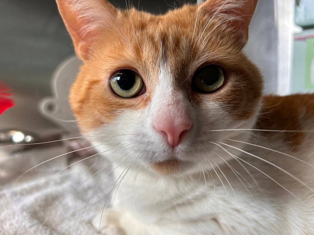 Pat - Domestic Short Hair available for adoption