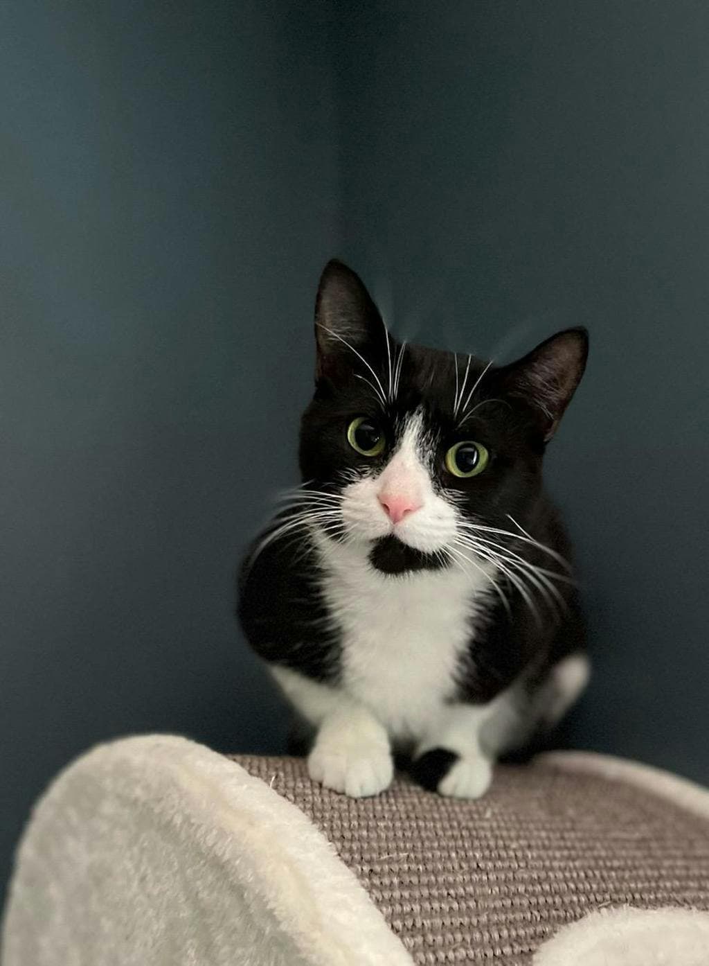 Roxy - Domestic Short Hair cat available for adoption in Calgary