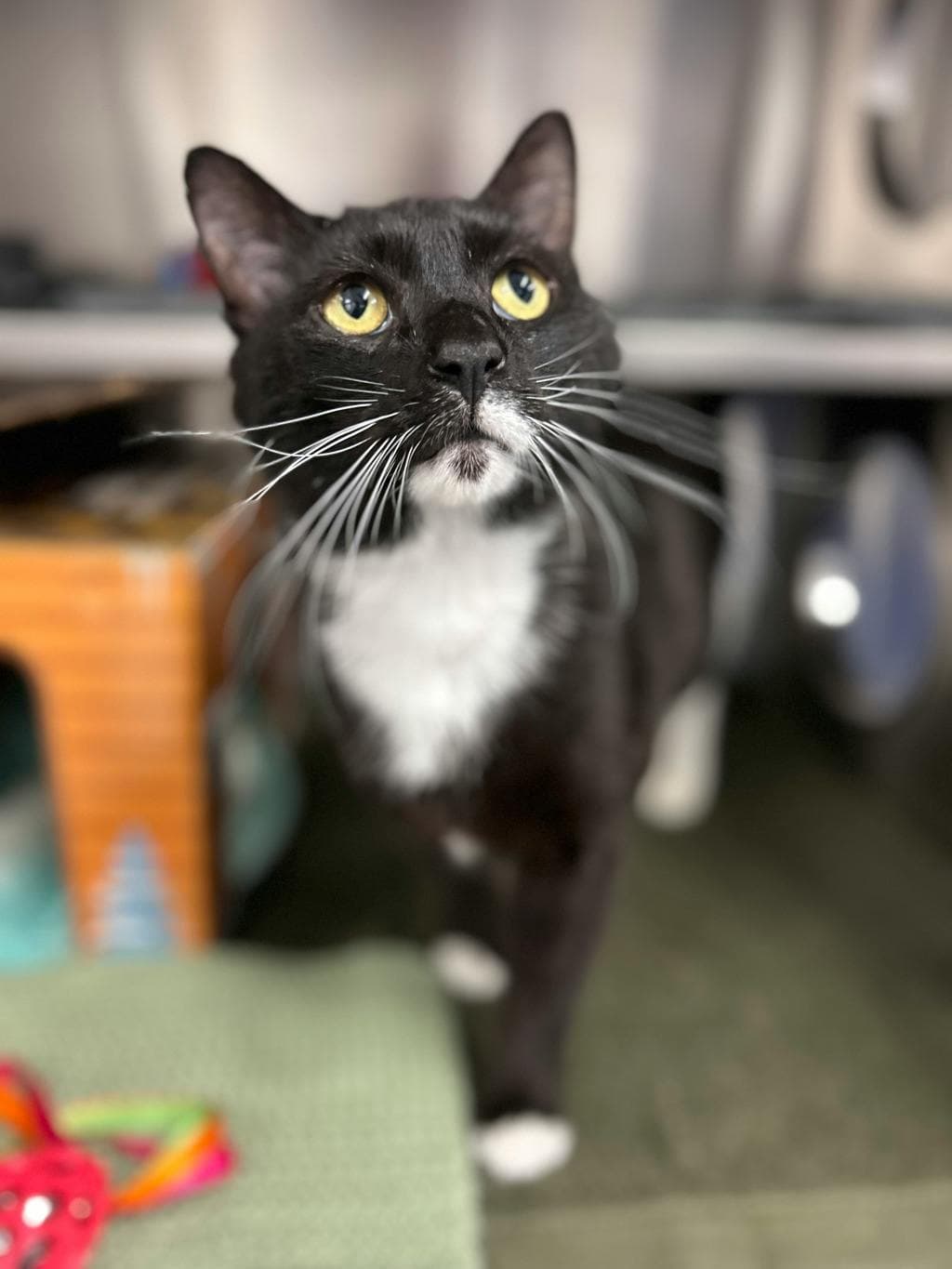 Mouse - Domestic Medium Hair cat available for adoption at Ontario SPCA (Ottawa Area) in Ottawa