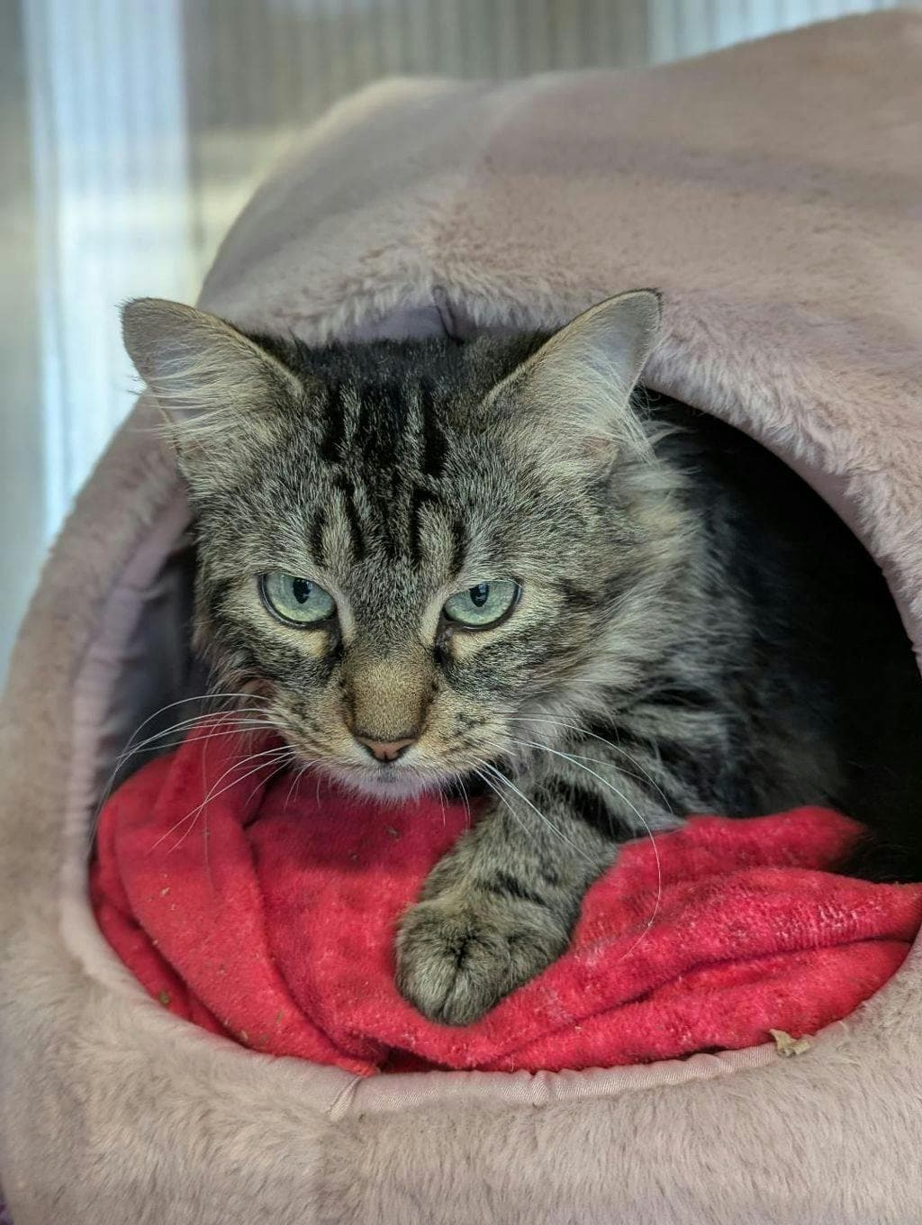Luna - Domestic Longhair cat available for adoption at Ontario SPCA (Ottawa Area) in Ontario