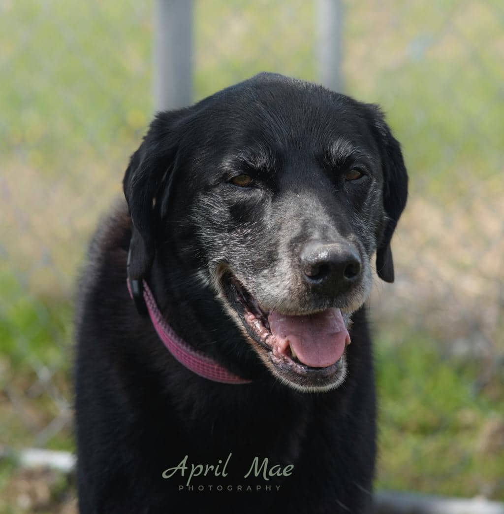 Faith - Labrador available for adoption in Ontario
