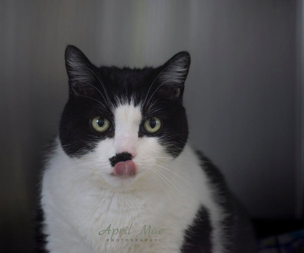 Hitch - Domestic Short Hair cat available for adoption at Ontario SPCA (Central Ontario) in Ontario