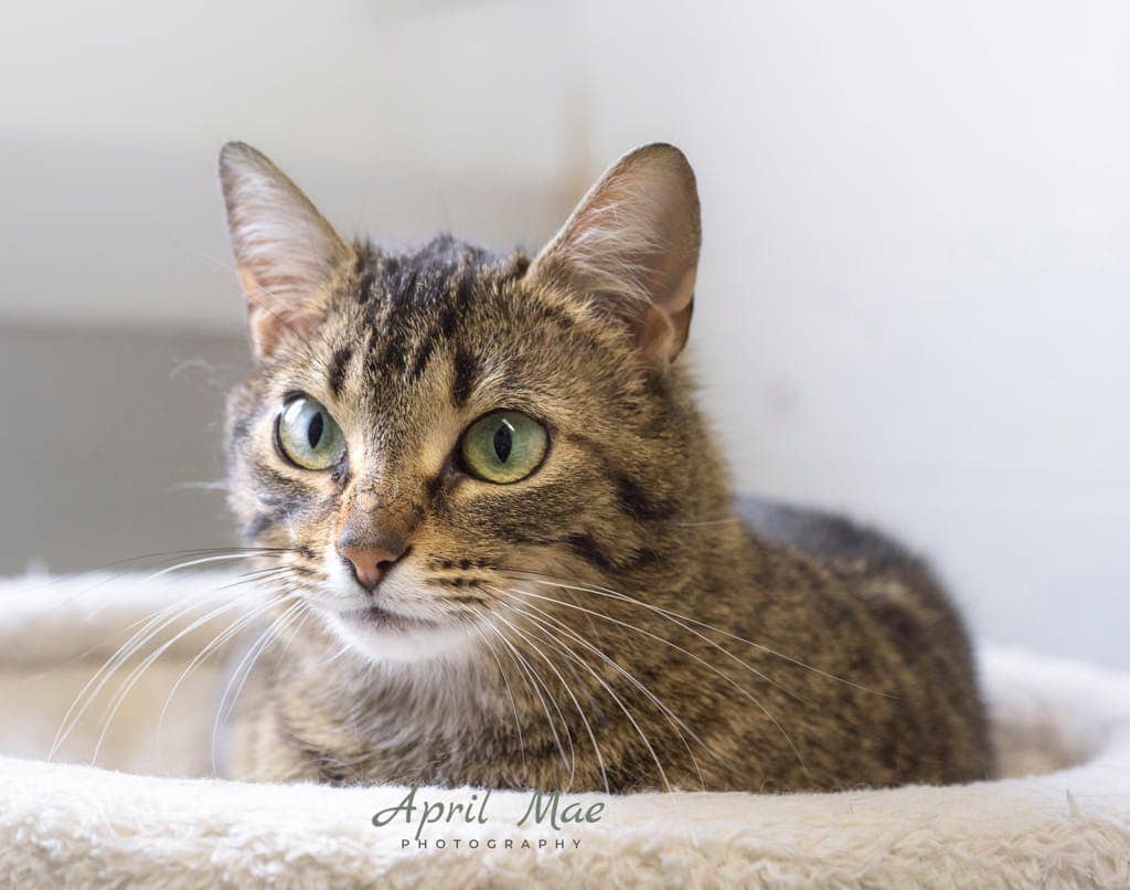 Juliet – Petsmart Orangeville - Domestic Short Hair available for adoption
