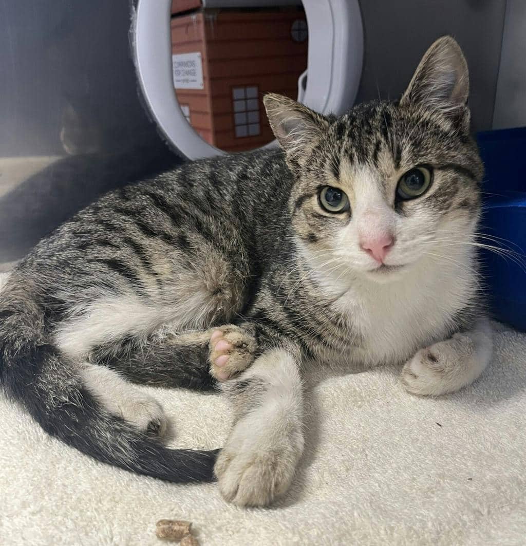 Sinbad (buddy) - Domestic Short Hair available for adoption