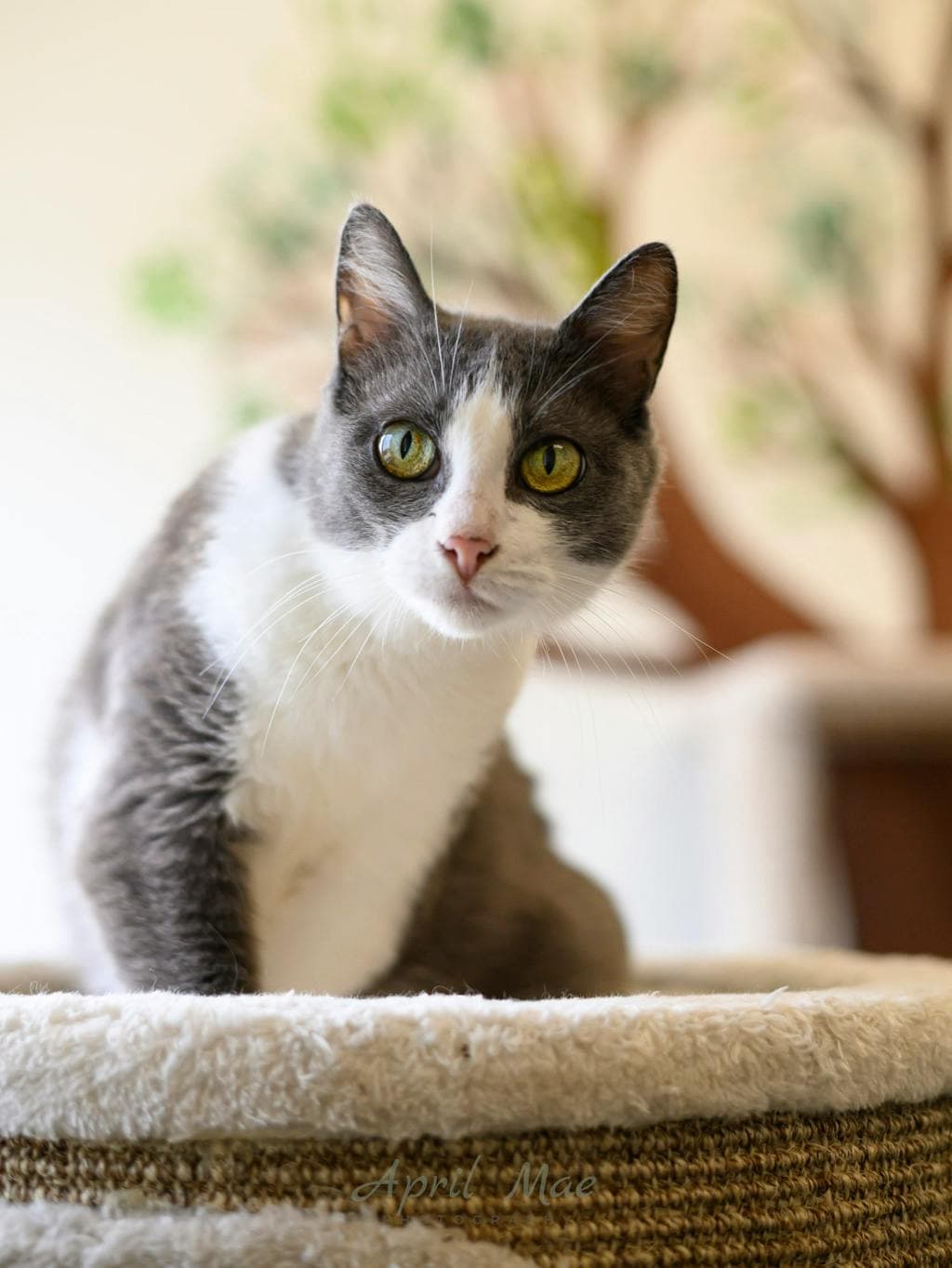 Ashby – Petsmart Orangeville - Domestic Short Hair available for adoption
