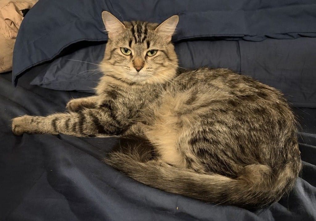 Mercedes - Domestic Medium Hair cat available for adoption in Calgary