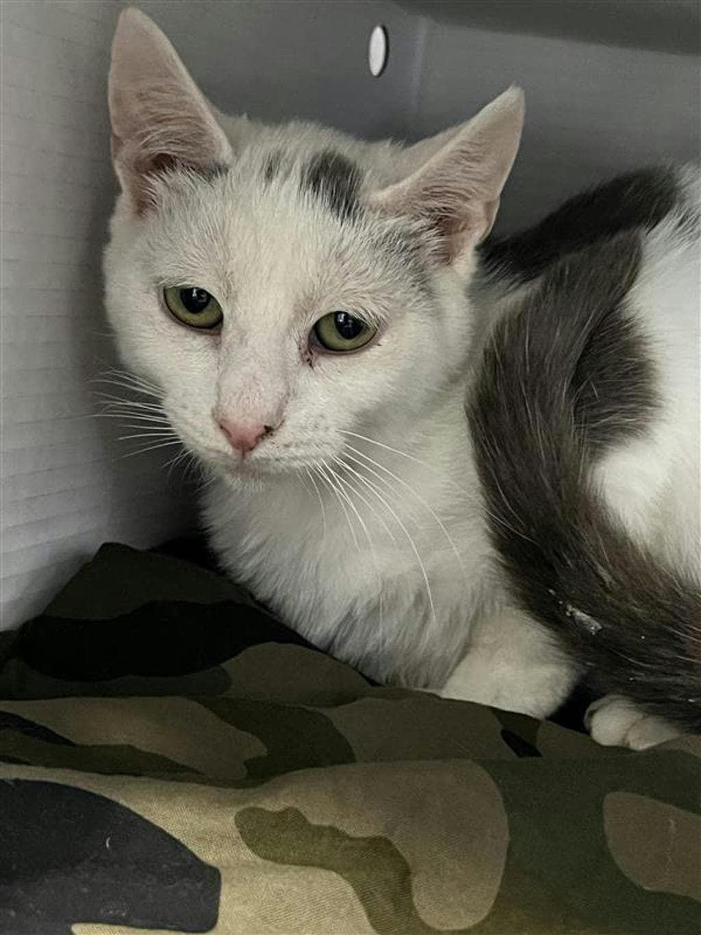 Vinson - Domestic Short Hair cat available for adoption in Calgary