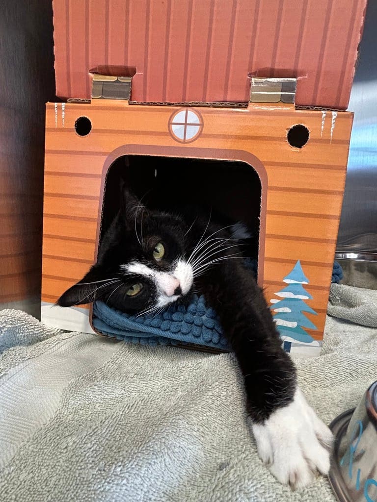 Ricko - Domestic Short Hair cat available for adoption at Ontario SPCA (Central Ontario) in Ontario