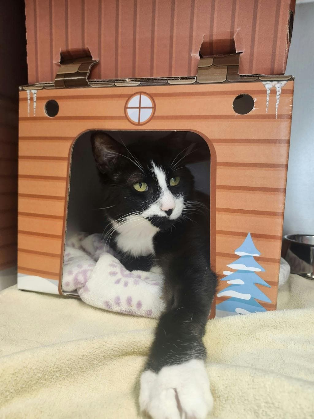 Ricko - Domestic Short Hair cat available for adoption in Calgary