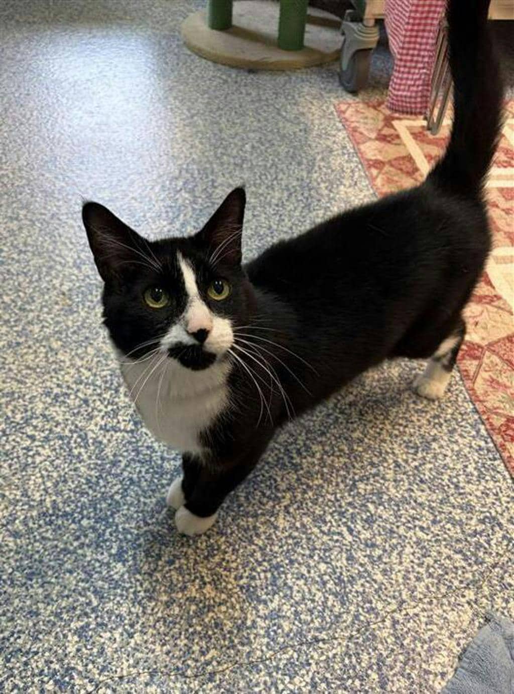 Ricko - Domestic Short Hair available for adoption